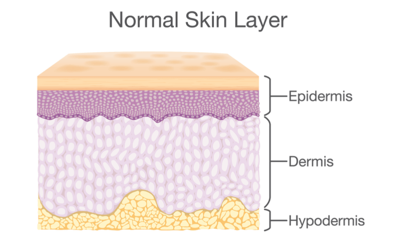 美肌を目指しているなら、まずは皮膚を知ろう！構造やそれぞれの役割とは？